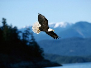 Dating Ireland flying-bird